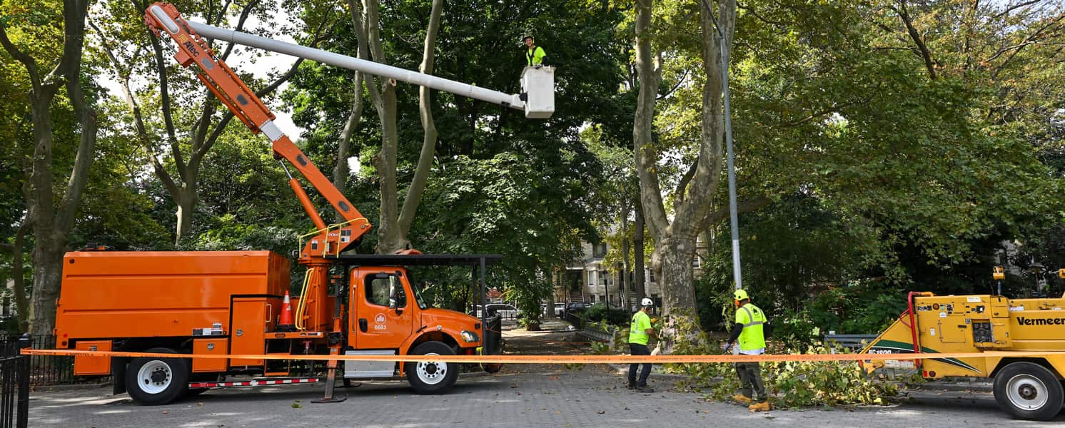 Heartwood Tree Service arborists working