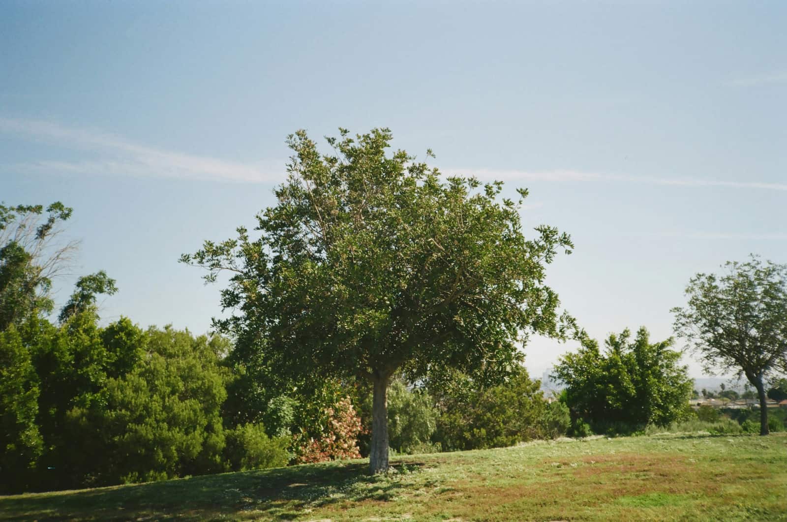 Tree care results in the Carolinas