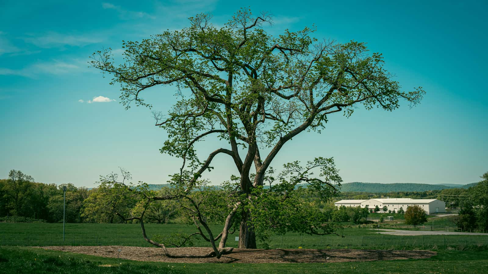 Tree service work in Charlotte