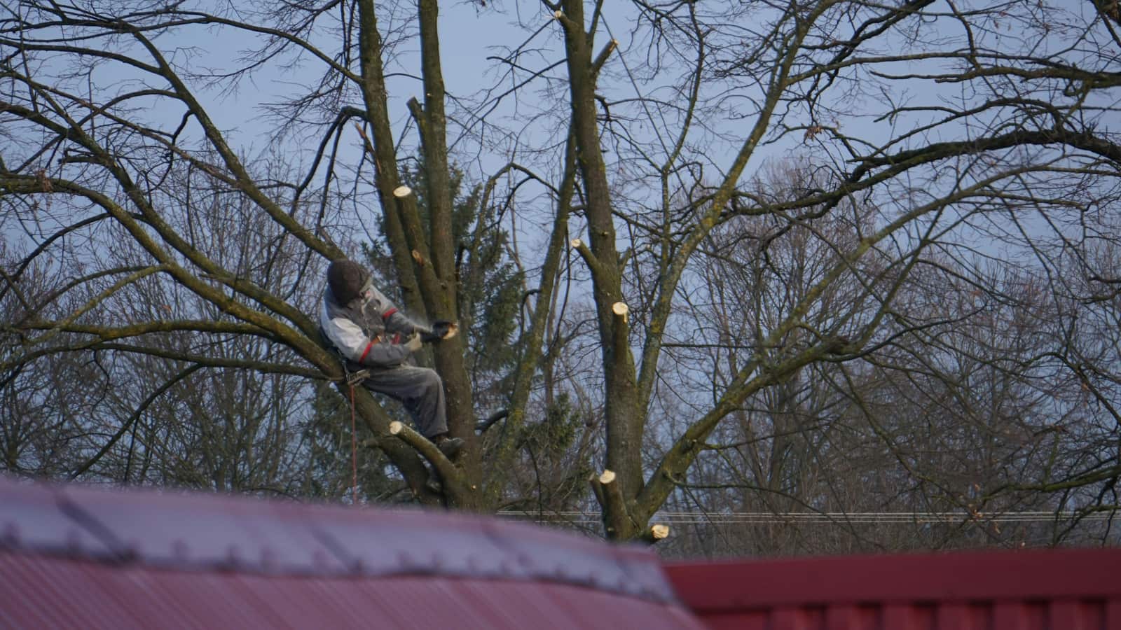 Tree Pruning and Shaping