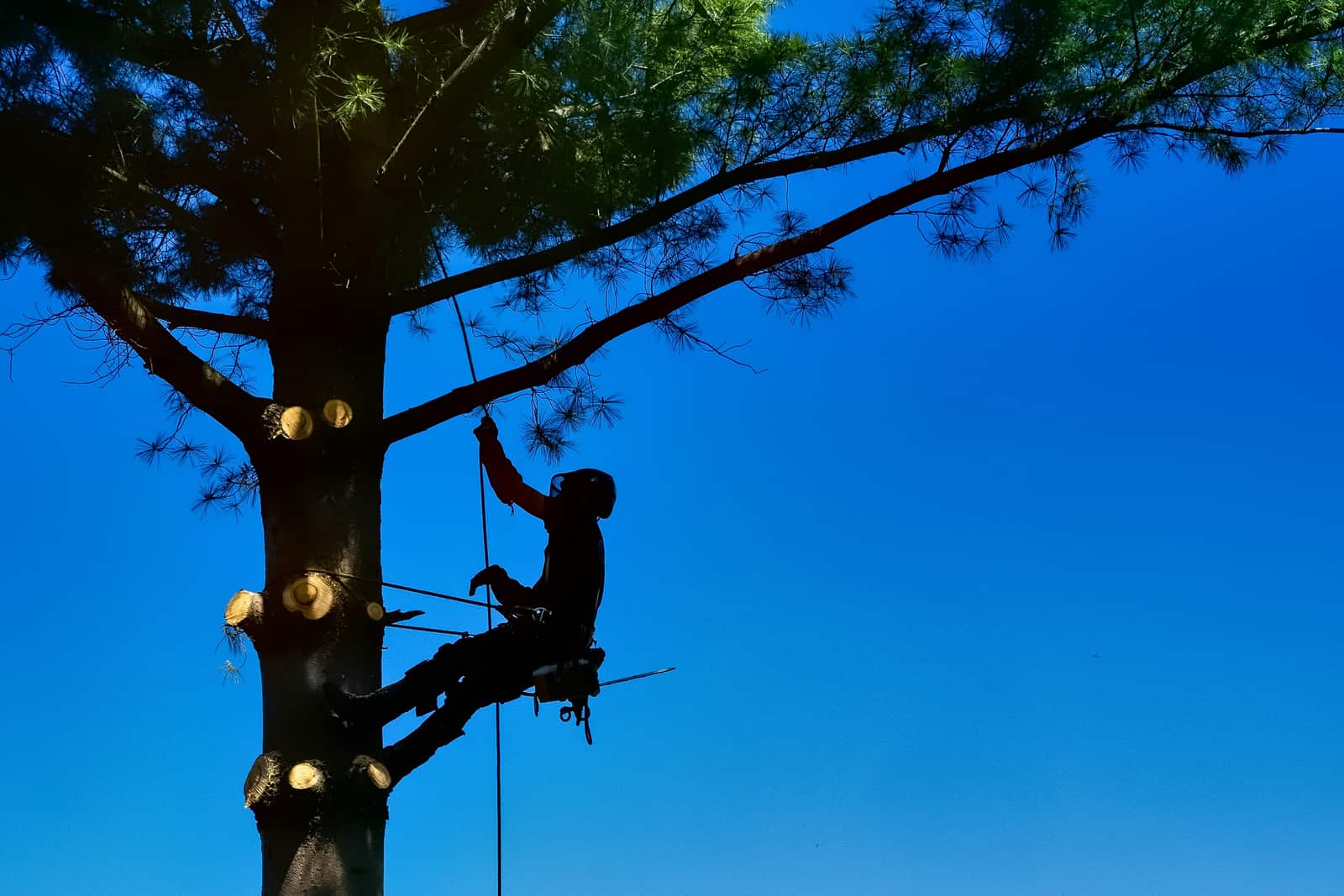Professional arborist services